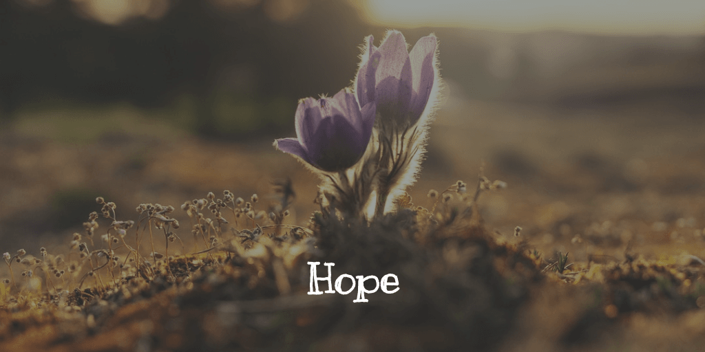 Crocus in spring brings hope